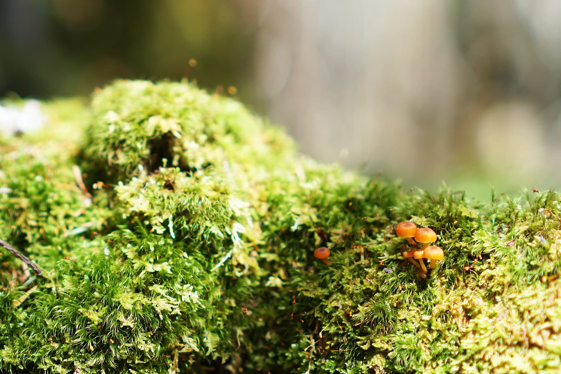 Small mushrooms growing in a dense mat of moss beneath a spruce-fir canopy in the Southern Appalachians.